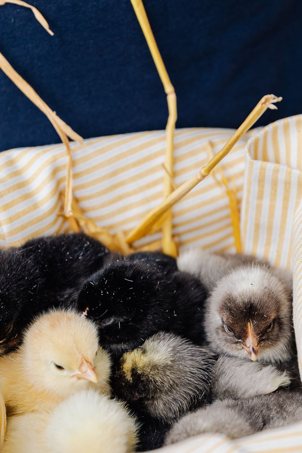 Baby Chicks or Hatching Eggs