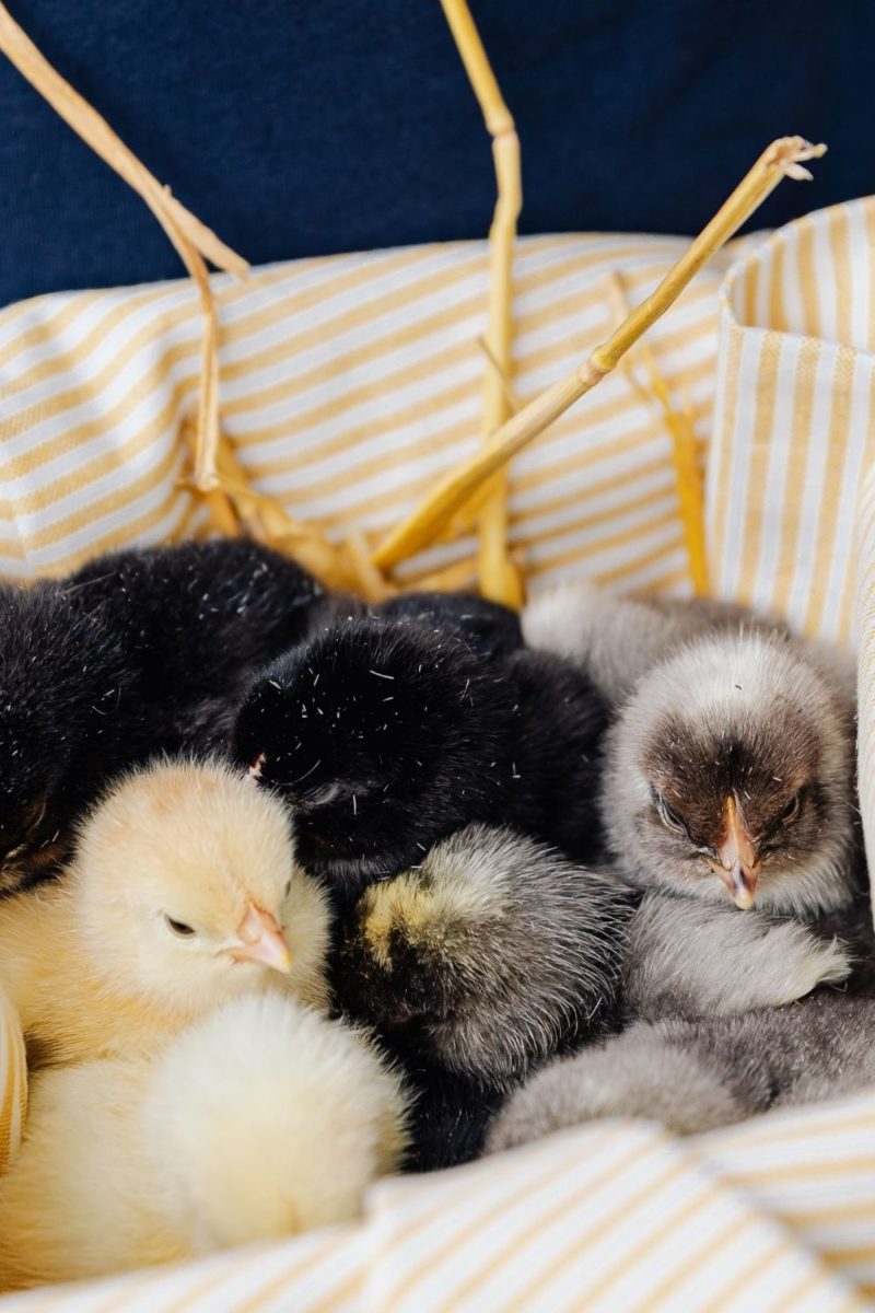 Baby Chicks in Natchitoches, Louisiana