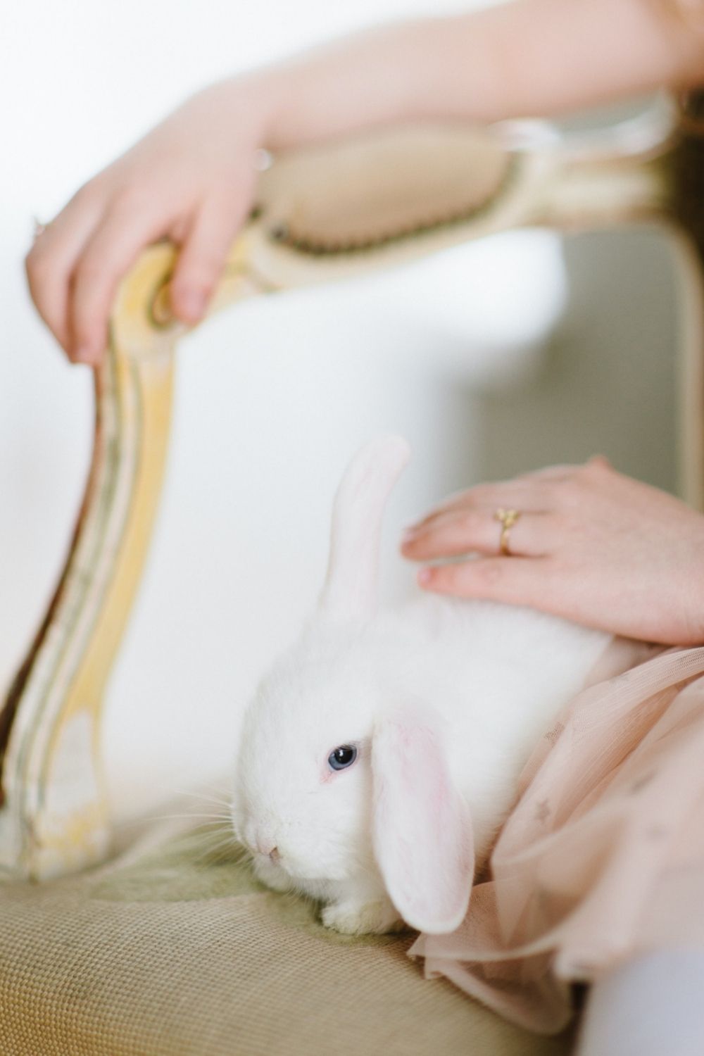rabbits for sale in natchitoches la