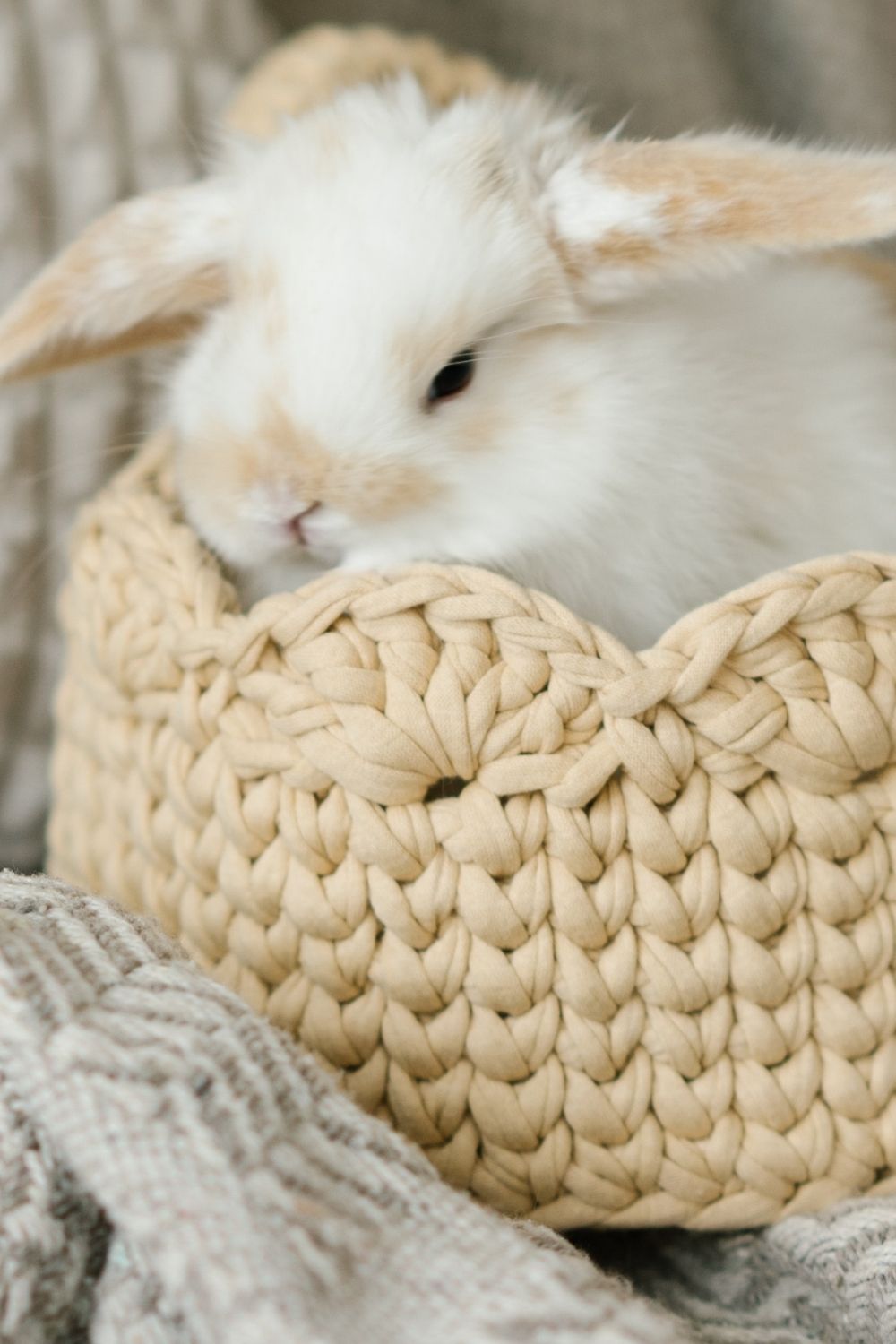 Holland Lop Rabbits in Natchitoches, Louisiana