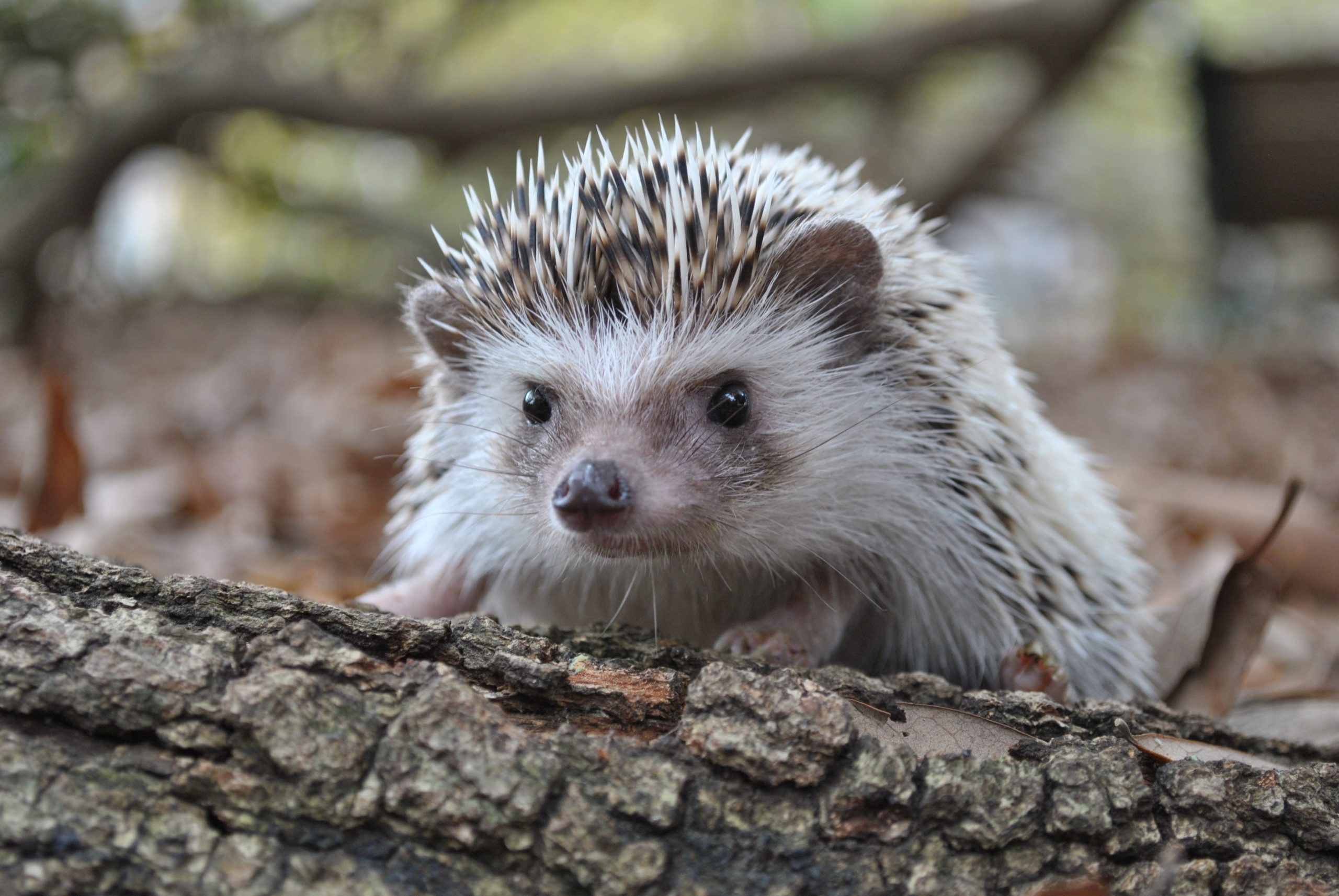 Hedgehog Breeders in Natchitoches Louisiana