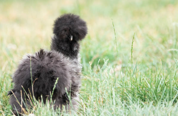 Our Bearded Silkies vary in price depending on color, quality, and age.