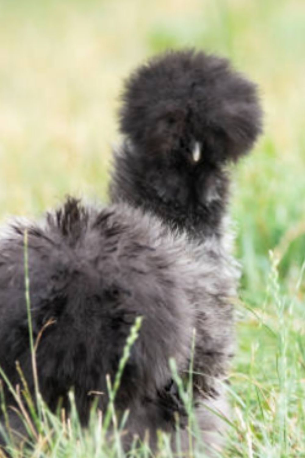 Our Bearded Silkies for sale in Natchitoches Parish