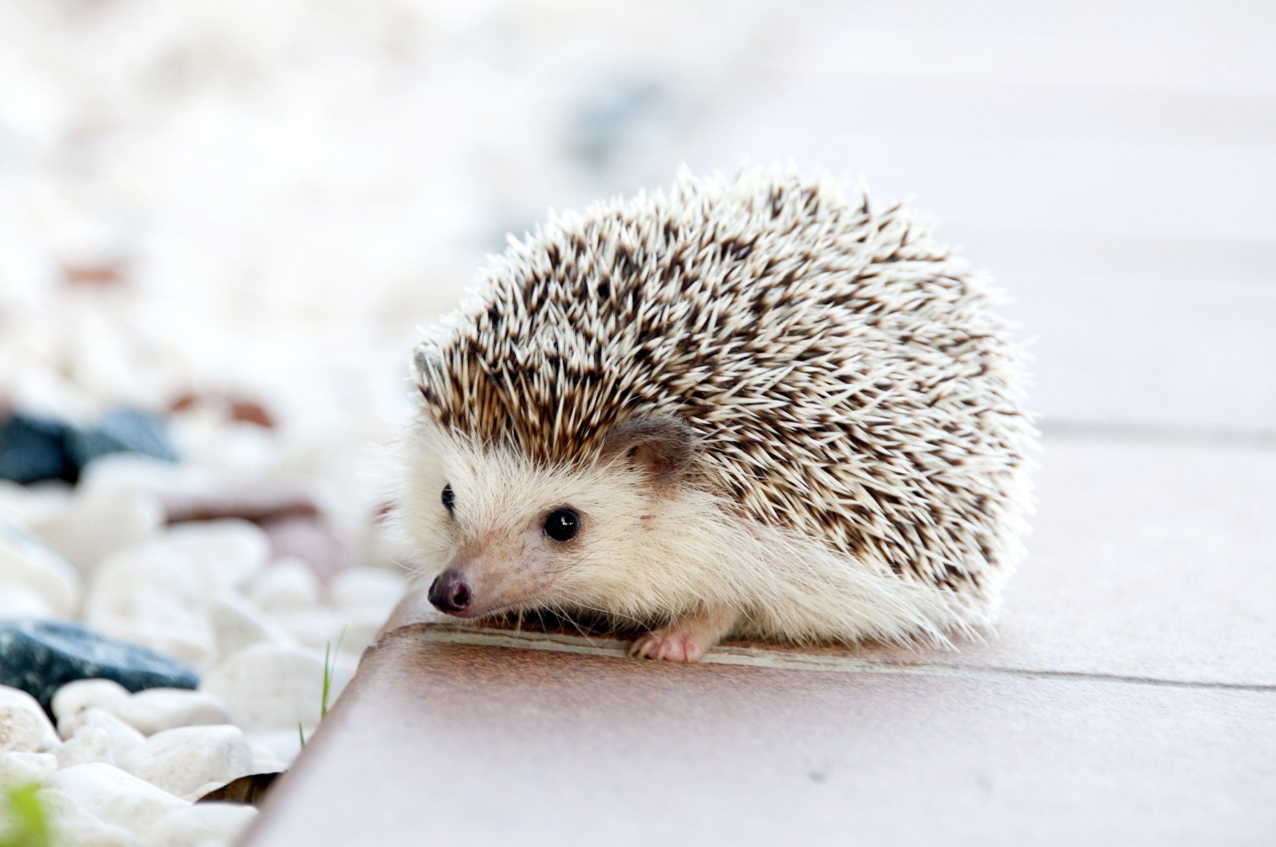 Hedgehog breeder in Louisiana
