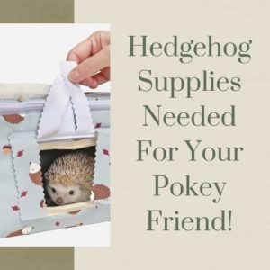 Hedgehog Supplies Needed