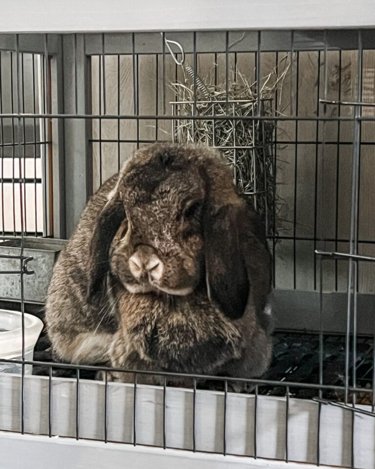 Rabbits for sale in Louisiana