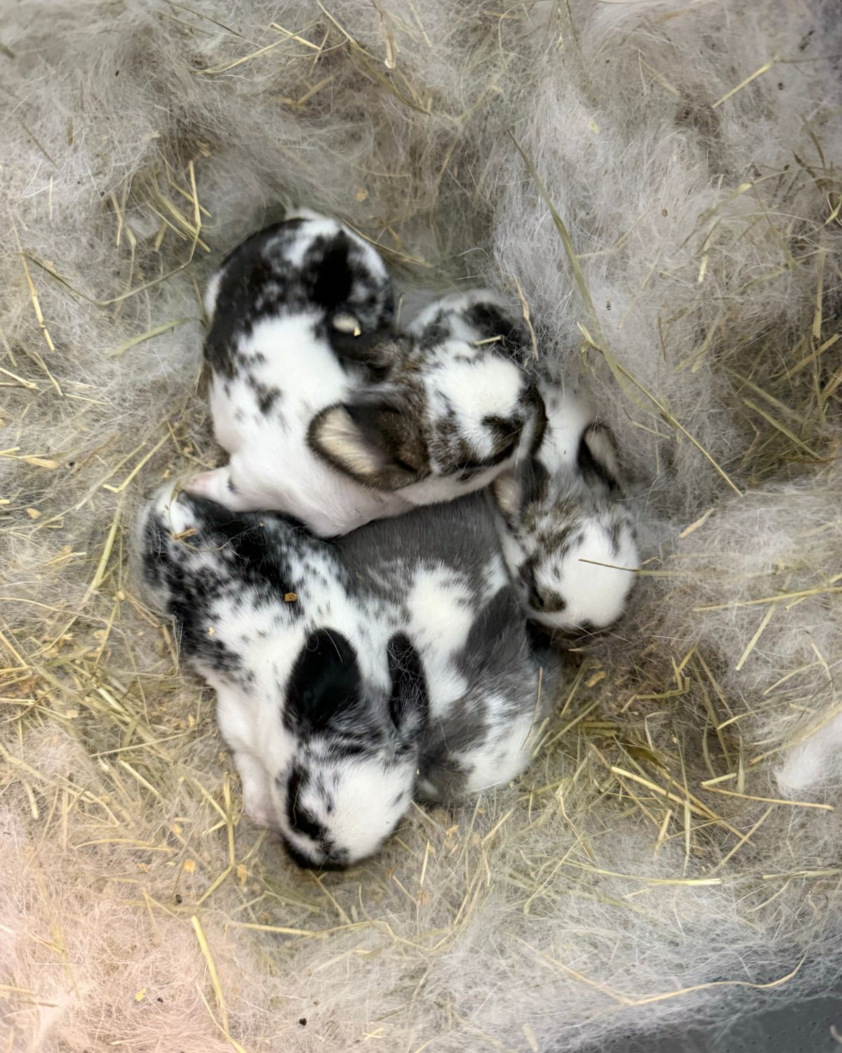 Lop Rabbits for sale in Louisiana