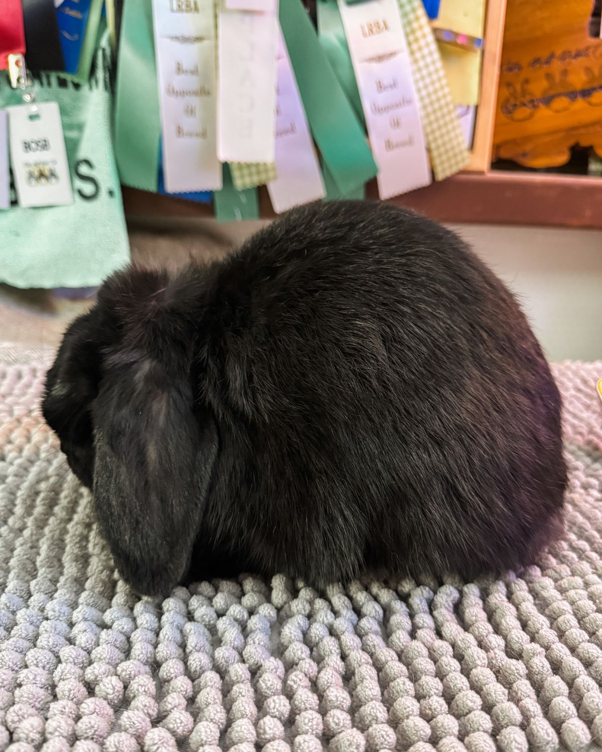 Mini Lop Rabbits for sale in Louisiana